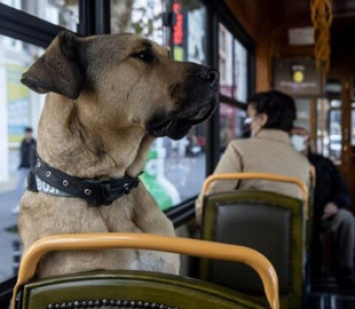 Мужчина подставил умную собаку, ездящую в автобусе каждый день