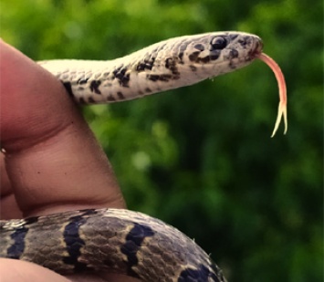 Новый вид гималайской змеи был обнаружен благодаря публикации в Instagram