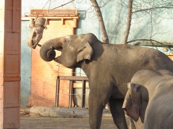 В Николаевском зоопарке слоны Динар и Шанти играют под осенним солнцем (ФОТО)