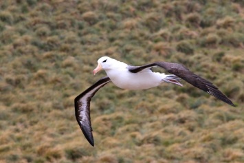 У альбатросов заметили разрушение пар из-за изменений климата