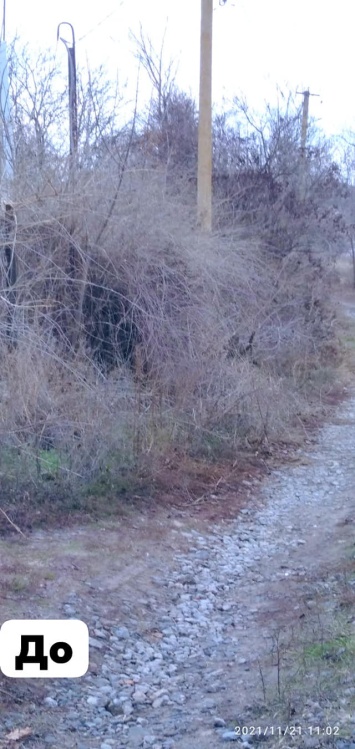 На Днепропетровщине семья самостоятельно очистила берег реки от зарослей