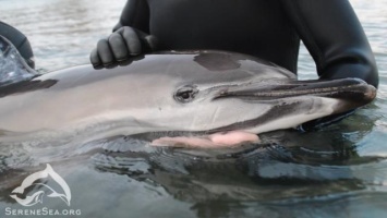 В Черном море из-за вылова камбалы массово гибнут дельфины