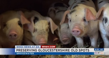 В Британии пытаются спасти от вымирания самую древнюю породу свиней