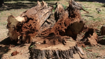 Куда обращаться жителям Днепра, чтобы спилить аварийные деревья во дворе