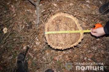 В Одесской области правоохранители разоблачили четырех "черных лесорубов"