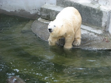 Белая медведица из Николаевского зоопарка свое десятилетие отметила в полной тишине