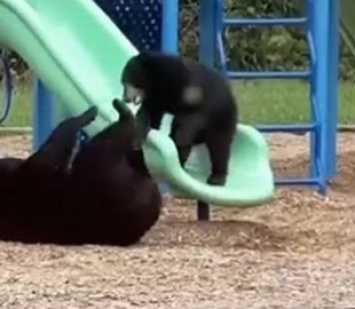 Медвежонок с мамой пришли на детскую площадку и съехали с горки