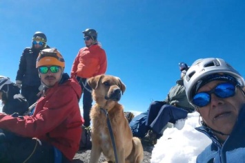 Собаку спасли с самого высокого вулкана в Мексике