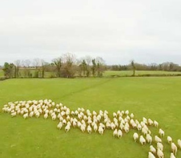 Ирландский фермер пасет овец с помощью беспилотника
