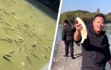В Китае тысячи "пьяных" рыб всплыли в озере