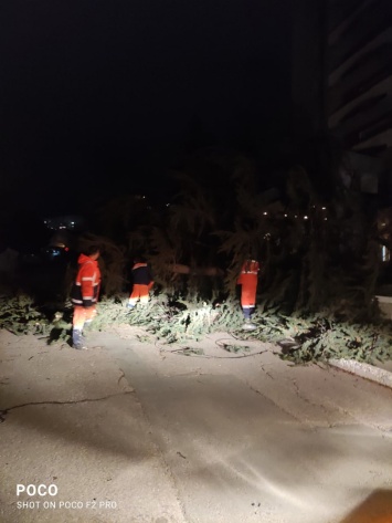 40 деревьев в Симферополе не выдержали удара стихии