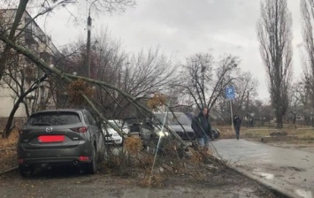 В Харькове ураган повредил авто и повалил деревья