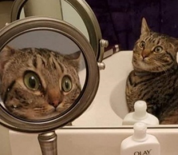 «Свет мой, зеркальце»: удивленный кот стал новой звездой Сети