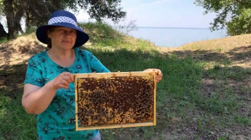 Учительница из Николаевской области восстанавливает украинскую породу пчел (ФОТО)