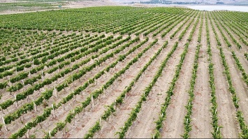В Крыму планируется заложить более 850 гектаров виноградников