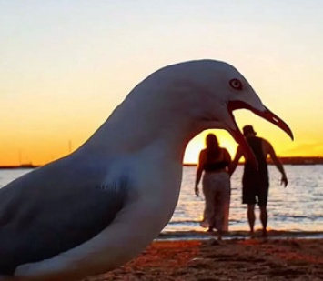 Чайка испортила романтическое видео на пляже - такого вторжения пара не ждала