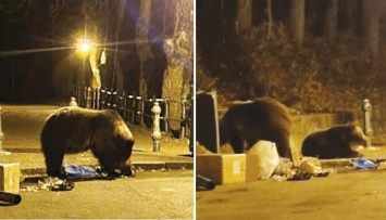 Медведица напала на украинцев в Румынии - они игрались петардами (ФОТО)
