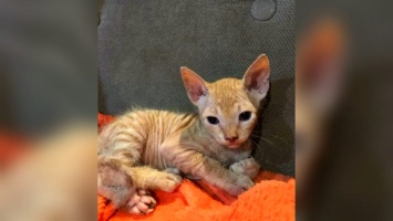В Никополе котята метисы донского сфинкса в поисках нового дома