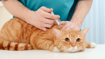 Срочно требуются прививки: в Никополе зафиксировали первый случай "кошачьей чумки" в приюте для животных