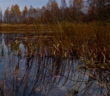 В Чернобыле показали "водные развлечения" забавного хищника