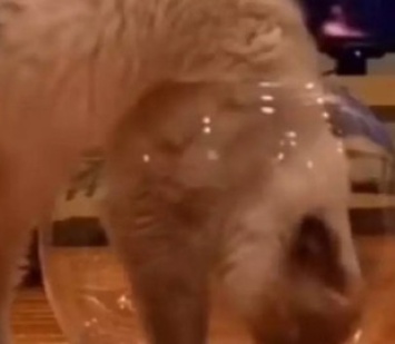 «Пушистая вода»: кошка заполнила собой аквариум и умилила Сеть