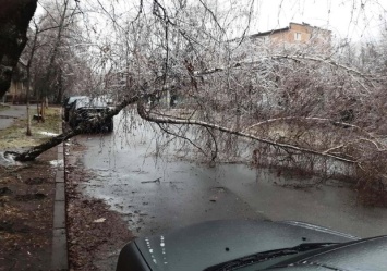 Ледяные дожди повредили в Киеве сотни деревьев