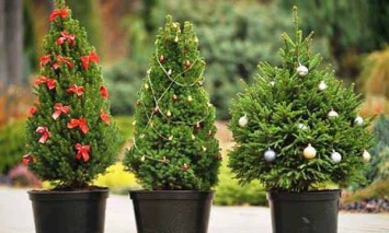 На Новый год херсонцам предложат елки в горшках и наборы веточек