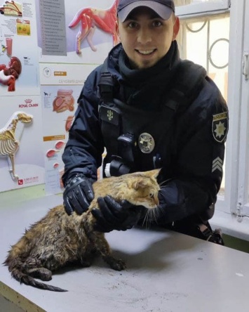 Патрульные Днепра спасли беременную кошку, которую сбила машина