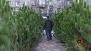 В лесхозе Днепра рассказали, где будут продавать дешевые елки