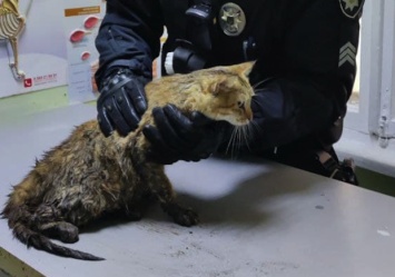 Стало известно, что с кошкой, которую спасли патрульные в Днепре