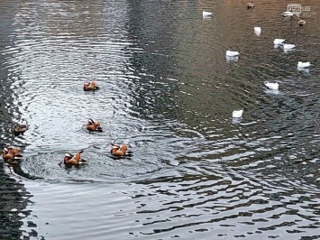В Днепре в одном из озер поселились десятки различных птиц (фото)