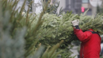 Цены бьют рекорды: где можно купить живую елку в Киеве