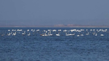 Национальный парк «Меотида» посетили редкие птицы, - ФОТО