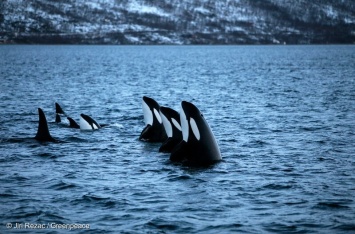 Госдума не стала запрещать отлов китов для океанариумов