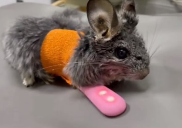 В ветклинике Днепра животных лечат интимными игрушками (видео 18+)