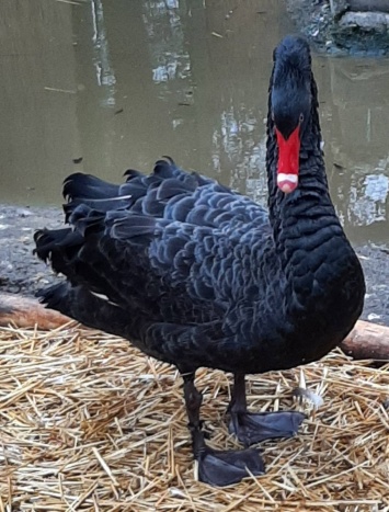 В Одесский зоопарк привезли спасенного черного лебедя. Фото