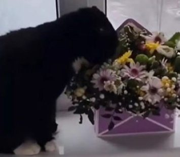 Пушистый джентльмен: Кот подарил хозяйке цветочек