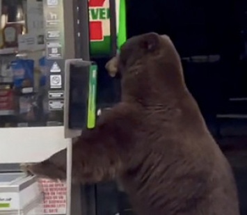 Медведь в магазине воспользовался санитайзером: забавное видео