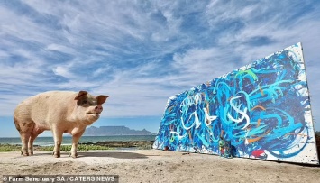 Свинья-художник Pigcasso продала абстрактную картину за рекордные 20 тыс. фунтов стерлингов (ФОТО, ВИДЕО)