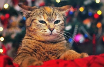 Как спасти елку от кота, а кота от елки: лайфхаки новогоднего декора (ВИДЕО)