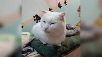 В Никополе белоснежная кошка ищет новы дом