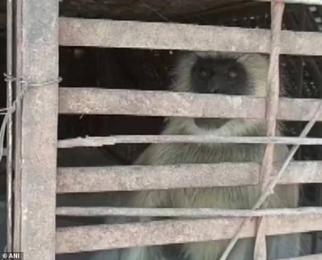 В Индии поймали двух обезьян, которые из-за мести сбросили с крыш 250 собак (видео)