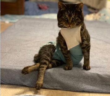 Фотогеничный кот из приюта стал новой звездой Сети