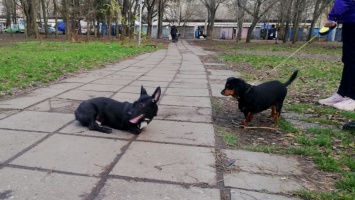 Оставшаяся без ног собака обрела семью и переехала жить в Одессу