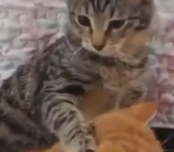 «Руки убрал!»: ревнивый кот рассвирепел на хозяина