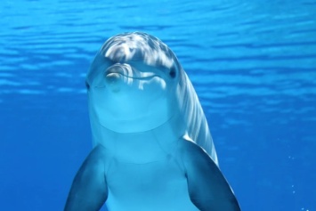 За год в Крыму выбросились на берег 603 дельфина