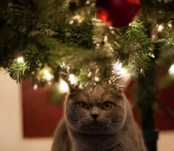Курьез: кот нашел способ заявить права на елку, подвешенную к потолку