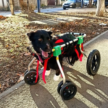 Оставшейся без лап из-за живодеров собаке изготовили коляску