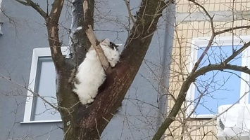 В Никополе спасли кота, который трое суток просидел на дереве