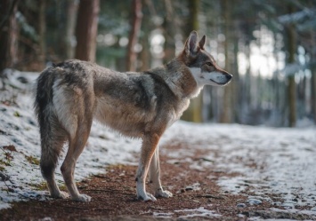В ботсаду на Печерске заметили волчицу: как она туда попала